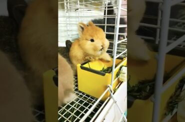 Cute Bunny eating. #cute             #rabbit #animals