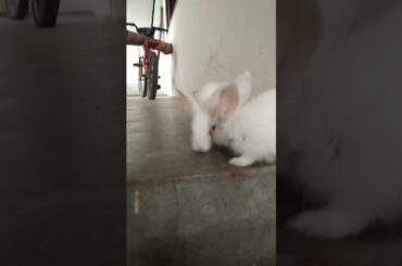 Cute Baby Rabbit#youtubeshorts  #shorts
