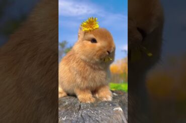 Cute Rabbit eating and enjoying food #45 ||  #ytshorts #shorts #rabbits #animals #viral #pets #bunny