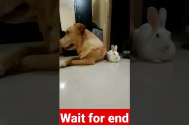 Labrador & Rabbit ki friendship| Labrador | Rabbit | Cocu | Lucky | #shorts #cute #rabbit #labrador