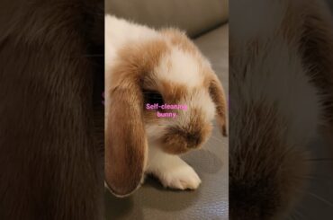 Self-washing cute bunny #bunny #coco #cute #pet