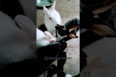 Rabbit cute moments #rabbit #cute #animals #cuterabbit #moments #happy