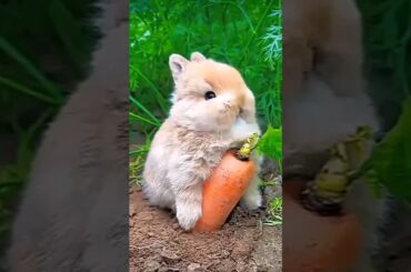 Cute Bunny Eating Carrot #shorts #youtubeshorts #shortsviral #bunny #rabbit #rabbitbunny