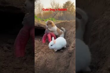 Cute Baby Dog||#viral #cute