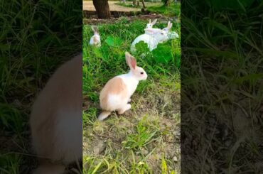 cute baby rabbit family