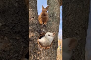 cute rabbit#shortvideo #ytshorts