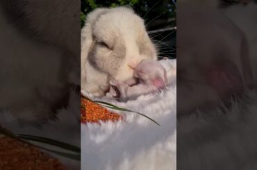 rabbit & cute bunny #shortsviral #youtubeshorts #shorts