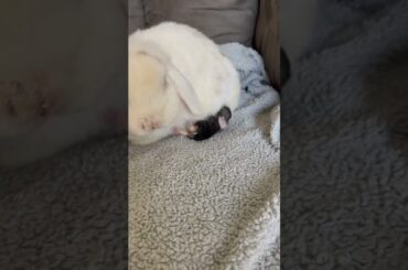 Cute mom bunny with her baby!!!