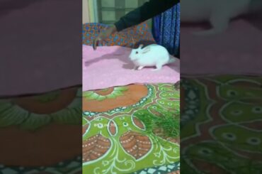 Tu na hota #putuandtitli #viral #shortvideo #viralvideo #cute #rabbit