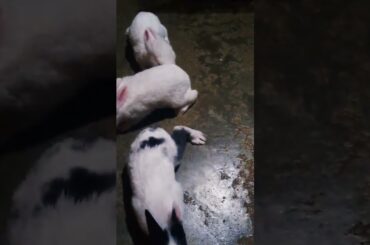 cute baby rabbit #shorts