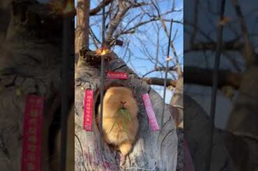 Cute Rabbit eating and enjoying food #48 ||  #ytshorts #shorts #rabbits #animals #viral #pets #bunny