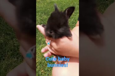 Cute baby bunnies! #baby #bunnies #bunny #shorts #short