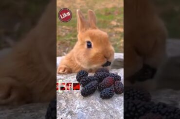 Bunny eating blackberry #shorts #viral #cute #rabbit  #animal #youtubeshorts