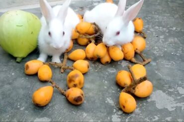 Cute Rabbits Friendship Baby Bunny