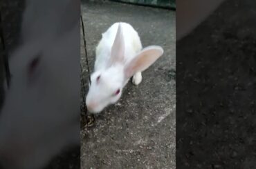 cute rabbit #shorts #ytshorts #youtubeshorts