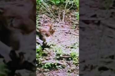 Cute #rabbit #shorts