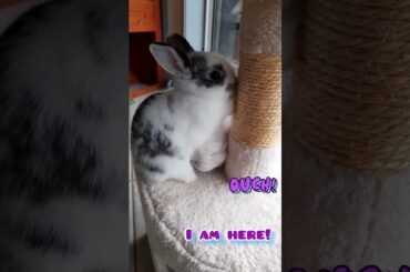 Stop!! Selfish baby bunny hurts her sister But Still Cute #shorts