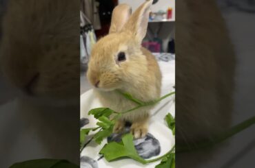 Cute bunny (ASMR), eating parsley #shorts #youtubeshorts