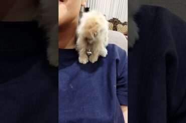 baby rabbit funny videos. cute baby rabbit siting on my shoulder.
