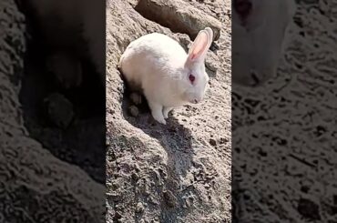 chiku cute baby rabbit chiku beautiful and beautiful #trending #cute #virel #rabbit #chiku