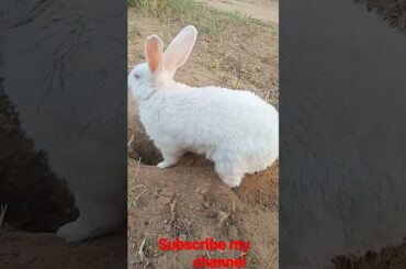 cute rabbit chinu playing #shorts #viral #shortsfeed