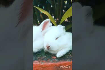 cute baby rabbit #youtubeshorts