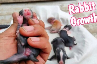 Rabbit Growth - The Cutest Baby Bunny Rabbit growing Up 1 To 18 Days