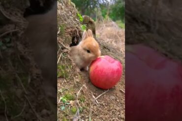 Cute Bunny #ytshort #ytviral #youtubeshorts #pets