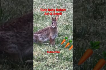 Cute baby Rabbit : acting and smelling | #rabbit #viral #shorts #youtuber #funny #trending #pets