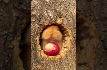 Cute Rabbit eating and enjoying food #38 ||  #ytshorts #shorts #rabbits #animals #viral #pets #bunny