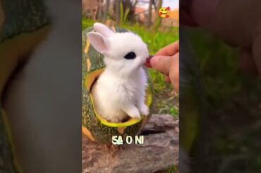 Cute Bunny #shorts #youtubeshorts #shortsviral #cute #cutebunny #cutest #cutestatus
