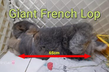 Cute Bunny Rabbit - Giant French Lop Rabbit Eat and Sleep