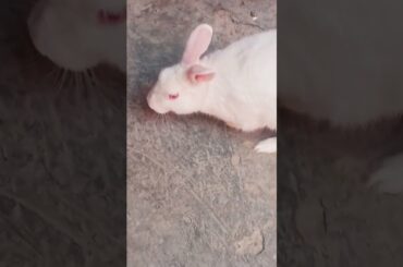 cute baby rabbit chiku rabbit beautiful #cute #virel #trending #rabbit #chiku #help #funny