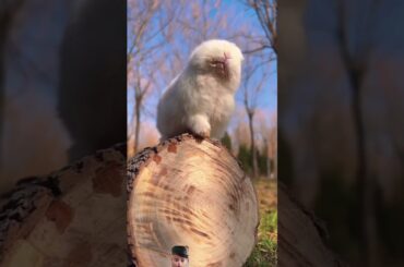 cute baby rabbit#viral #rabbit #animals