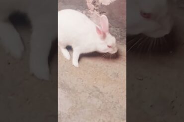 cute baby rabbit chiku beautiful #cute #trending #virel #rabbit #chiku #vitel #funny