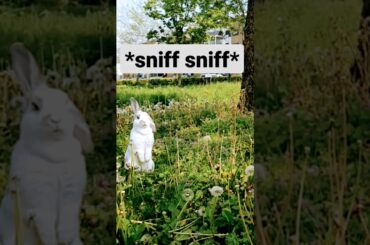 #cute #bunny between the flowers #spring #snif