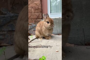 WOW bunnies can really dance! #animals #funny #dance #cute