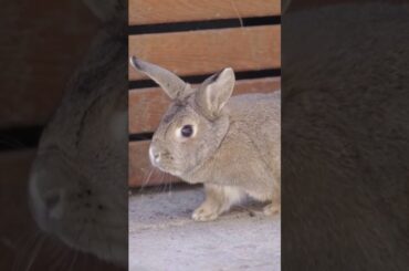 Cute Rabbit #shorts #youtubeshorts #backyardpets