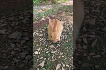 CUTE RABBIT #rabbit #shortsvideo #cute