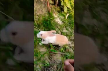 cute baby rabbit is funny video
