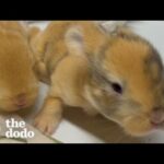 Woman Rescues A Bunny And Later Gets The Greatest Surprise | The Dodo
