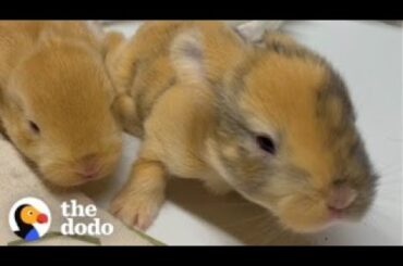Woman Rescues A Bunny And Later Gets The Greatest Surprise | The Dodo