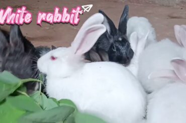 Bunny rabbit  & white rabbit playing together with cute cute baby rabbit
