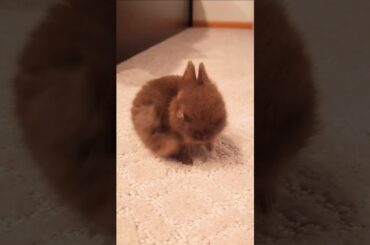 cute bunny