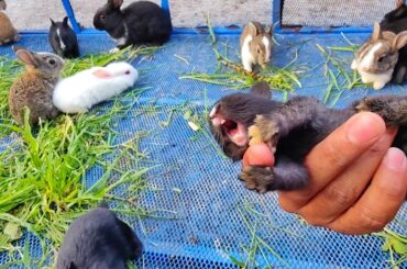 Little Baby bunny rabbit screaming | it’s So Cute Bunny crying