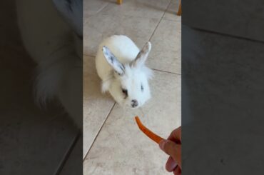 Bunny Loves Carrots #cute #bunny