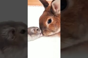 cute baby #rabbit #bunny