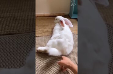 rabbit status . rabbit status videos . cute pet status . #shorts #pets #rabbit