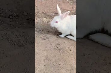 chiku cute baby rabbit chiku beautiful and beautiful and very nice #cute #trending