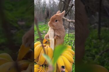 cute baby rabbit#viral #rabbit #animals